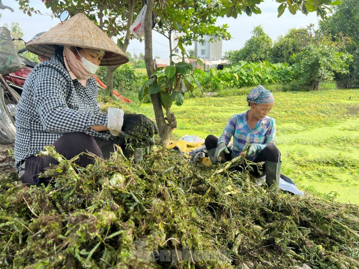 Những phụ nữ đã chờ sẵn, gom lấy bó rau rồi sơ chế ngay tại chỗ.