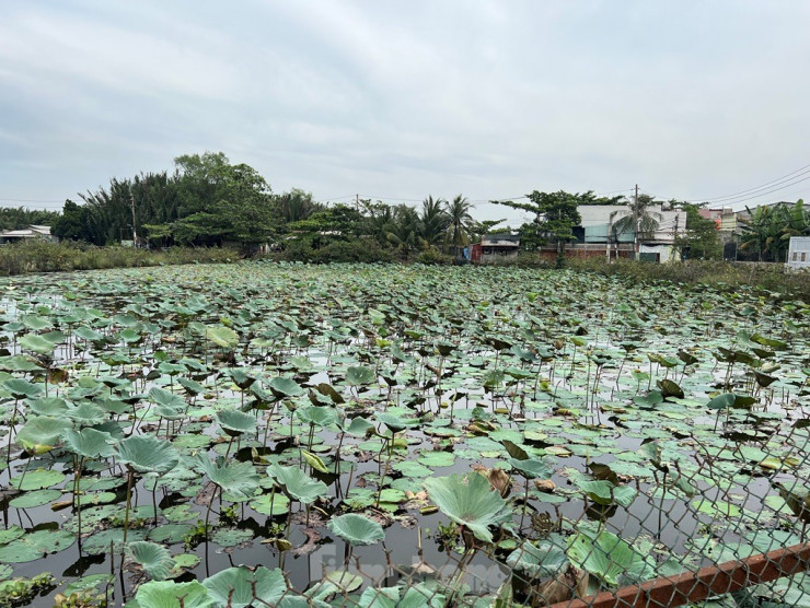 Tại khu vực bán đảo Bình Quới - Thanh Đa (quận Bình Thạnh), những đồng sen bát ngát tại nhiều hộ dân.