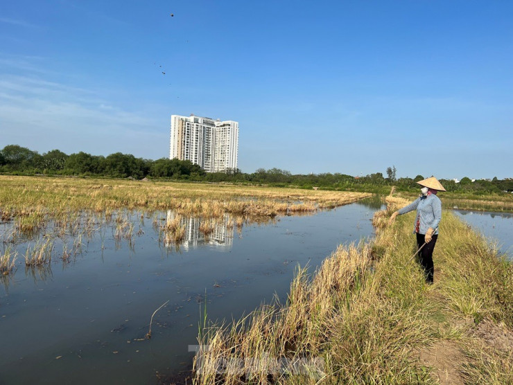 Giữa khu đất "kim cương" phường Thạnh Mỹ Lợi (thành phố Thủ Đức), bà Hồ Thị Lệ Thu (62 tuổi, quê Đồng Nai) chăn đàn vịt chạy đồng hơn 400 con ngay trên những ruộng lúa vừa mới gặt. “Ít ai nghĩ ở ngay thành phố mà vẫn còn đồng ruộng, còn người chăn vịt như chúng tôi. Khi nào nơi này còn ruộng lúa thì tui còn tới đây mưu sinh” – bà Thu chân chất nói.