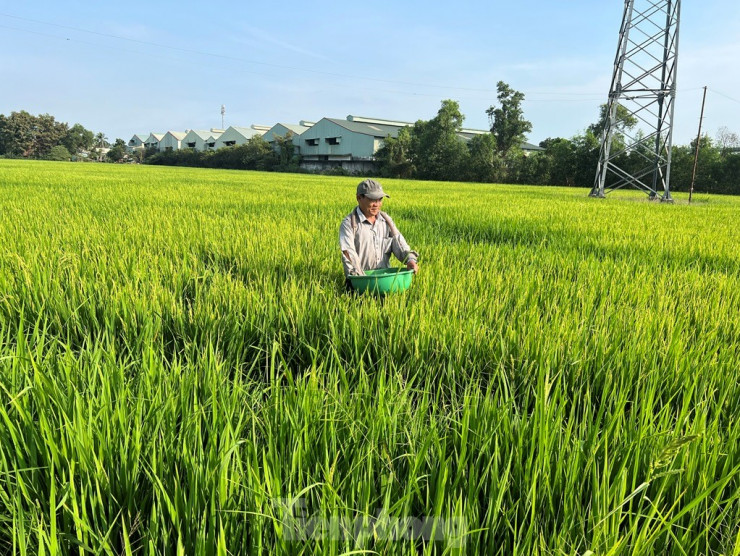 Phường Tân Tạo A, quận Bình Tân vẫn còn những ruộng lúa mênh mông đang vào độ thu hoạch. Ông Huỳnh Thanh Dũng (50 tuổi), dân TPHCM chính gốc nhưng từ nhỏ đã cùng cha mẹ gắn bó với ruộng lúa, cấy cày... “Lứa lúa này khoảng một tháng nữa sẽ thu hoạch. Vụ đông xuân trúng hơn nhưng đất ở đây không được như ở miền Tây nên thu hoạch chỉ từ 6-7 tấn/mùa. Làm lúa vừa đủ ăn chứ không dư dả nhưng không làm lúa thì cũng chẳng biết làm gì” – ông Dũng chân chất nói.