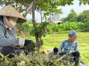 Kinh doanh - Bất ngờ hình ảnh người dân gặt lúa, chăn vịt... giữa những khu đất &quot;kim cương&quot; ở TPHCM