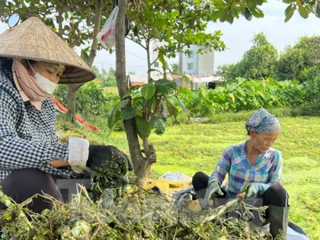 Bất ngờ hình ảnh người dân gặt lúa, chăn vịt... giữa những khu đất ”kim cương” ở TPHCM