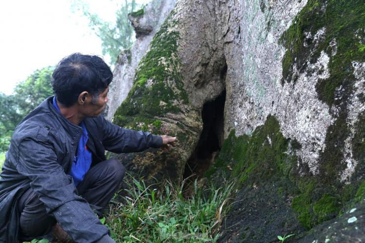 Ông Nguyễn Đình Tám, người trông coi di tích cho biết, cây sui Diên Tràng cùng với nhà thờ họ Nguyễn Duy đã được Nhà nước công nhận Di tích Lịch sử Quốc gia năm 1998. Những năm qua, cây sui luôn được chính quyền và nhân dân địa phương quan tâm chăm sóc, nhiều hoạt động của tuổi trẻ xã nhà đã được tổ chức tại đây.