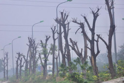 Hà Nội: Loạt cây xanh chết khô ở đại lộ Thăng Long, đơn vị nào chịu trách nhiệm?