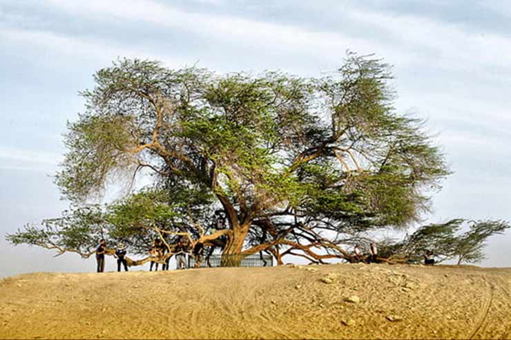 Cây cổ thụ Tree of Life nổi tiếng vùng sa mạc