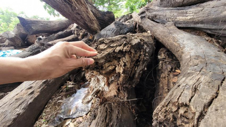 Đắk Lắk: Nhiều người bị kỷ luật vì liên quan hơn 1.000 m3 gỗ mục nát - 1