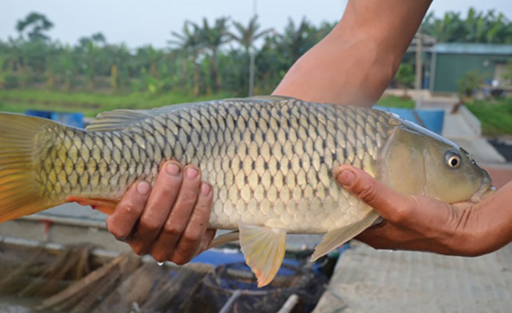 Mấy năm gần đây, loại cá có thịt giòn sần sật như tràng lợn được ưa chuộng trên thị trường, mang lại nguồn thu cho người nuôi. Đó là cá chép giòn. 
