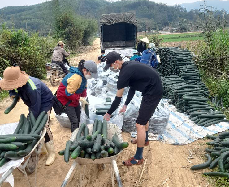 Bí xanh thu hoạch xong được bán cho thương lái đến tận nhà mua.