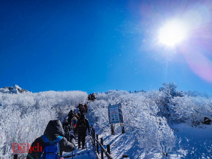 Đoàn người nối tiếp nhau lên núi Deogyu (Deokyusan), băng qua những rặng cây tuyết phủ trắng xóa.