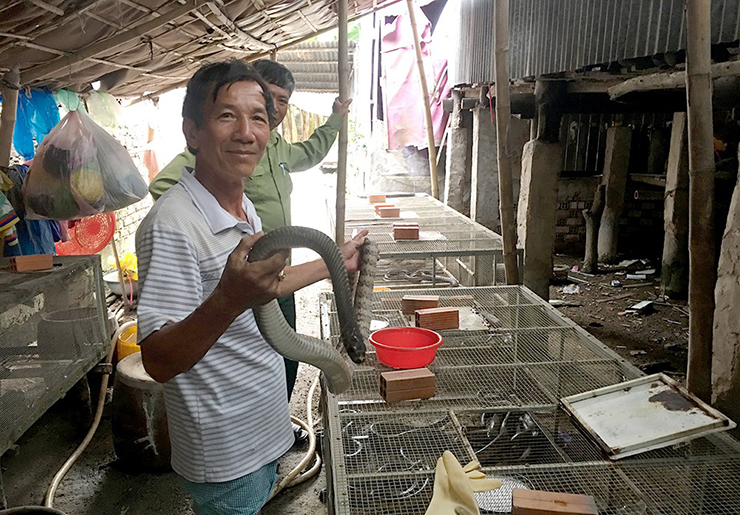 Rắn hổ hèo là loài rắn hổ, tên khoa học là Ptyas Mucosus, đã được ghi nhận trong Sách đỏ Việt Nam.
