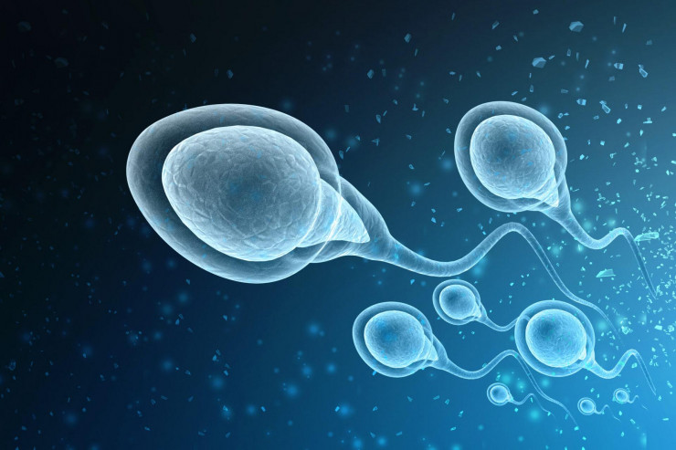 Tinh trùng là hình ảnh con nòng nọc "bơi lội" trong chất lỏng được gọi là tinh dịch.