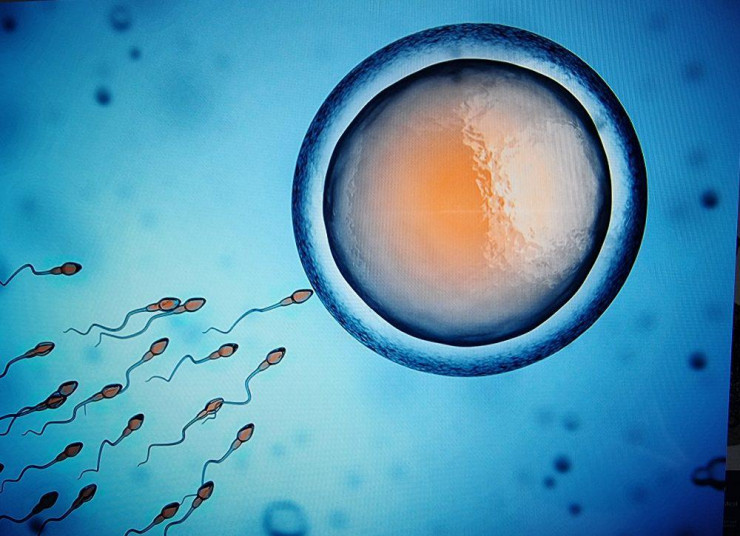Những điều thú vị về sự khác biệt giữa tinh trùng và tinh dịch - 2