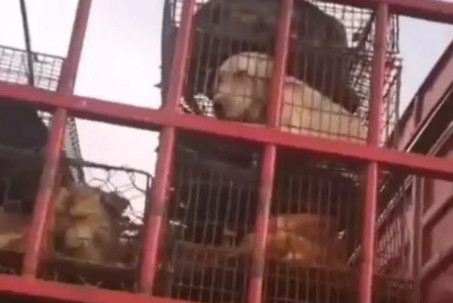 Hàn Quốc: Đột kích trang trại nuôi hơn 1.000 con chó, cảnh sát thấy cảnh hãi hùng