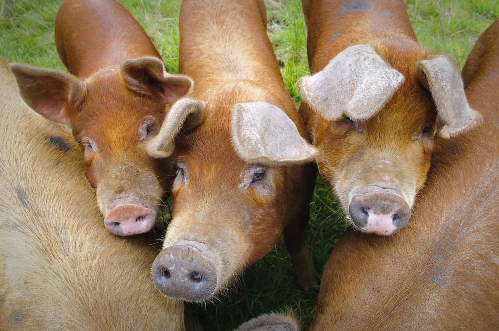 Anh nông dân trúng to nhờ nuôi lợn săn chắc như tập gym, bán 270 triệu/con - 2