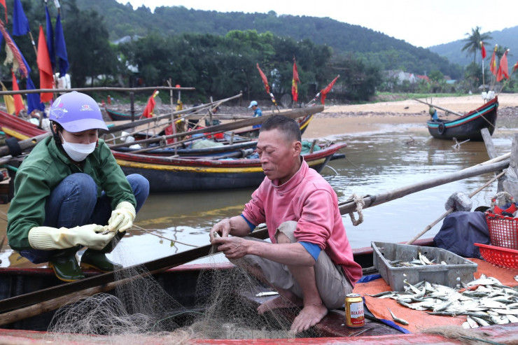 Thuyền của ngư dân Nguyễn Văn Lộc (trú xã Nghi Tiến) hôm nay được khoảng hơn 1 tạ cá trích. Sau khi thuyền được đưa vào bờ, mọi người trong gia đình cùng đến hỗ trợ gỡ lưới cá lên để bán cho thương lái.