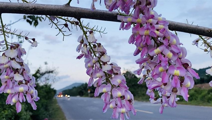 Đậu Anh Đào, loài hoa níu giữ mùa xuân - 1