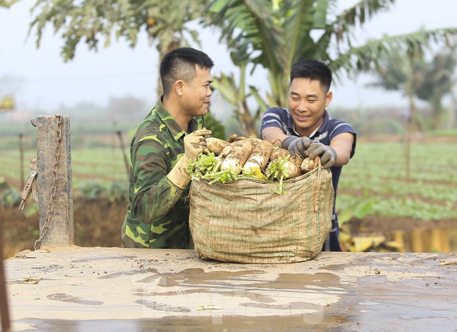 Những năm ảnh hưởng của COVID-19, củ cải rớt giá còn 1.000 đồng/kg cũng không có ai mua khiến nhiều gia đình phải thuê xe ô tô chở hàng tấn mang đi đổ bỏ. Giá củ cải năm nay nhỉnh hơn từ 6.000-7.000 đồng trên 1 kg. Trung bình mỗi một sào, người dân có thể thu về đến 50 triệu đồng.