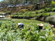 Thị trường - Tiêu dùng - Trồng loại cây bán từ rễ đến ngọn, mỗi năm thu về cả trăm triệu đồng