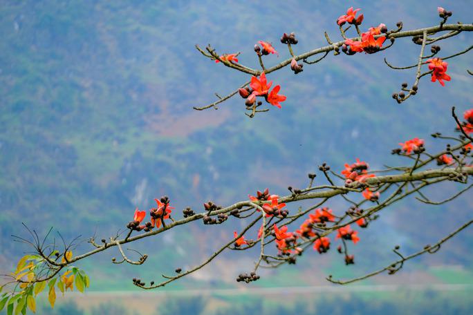 Mê mẩn ngắm hoa gạo rực đỏ núi rừng Hà Giang - 4