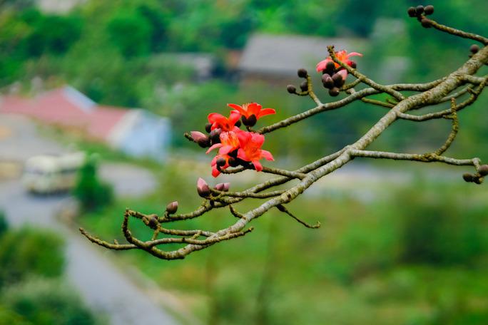 Hình ảnh hoa gạo Hà Giang mọc trên những triền đá cheo leo còn tượng trưng cho sức sống mạnh mẽ và ý chí kiên cường của người dân miền sơn cước.