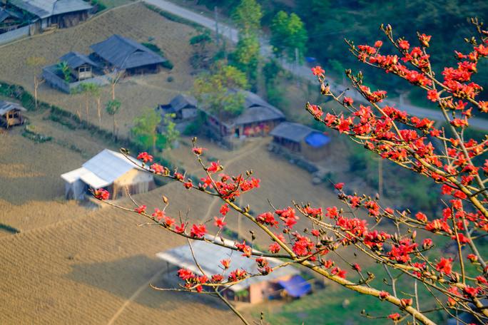 Mê mẩn ngắm hoa gạo rực đỏ núi rừng Hà Giang - 10