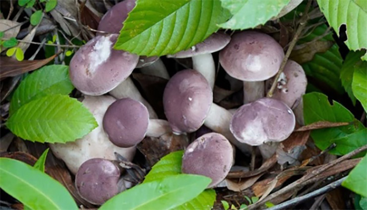Loại nấm này mọc trên lớp lá mục dưới tán rừng tràm, rừng bổi hay rừng bạch đàn… 
