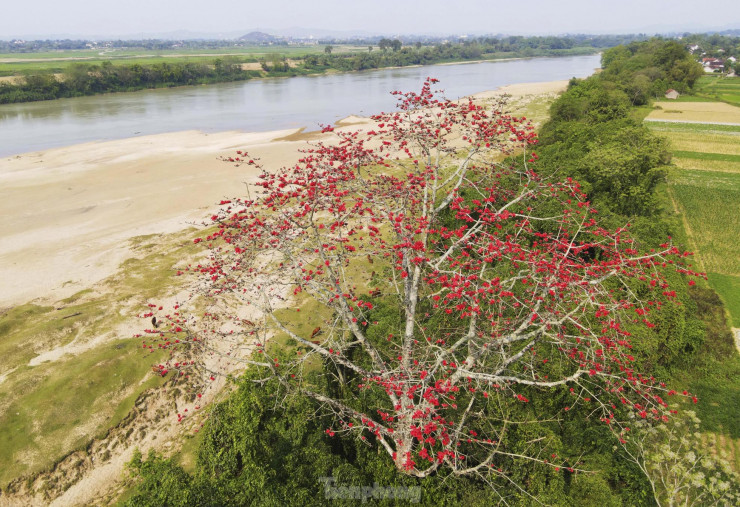 Dọc bờ sông Lam đoạn qua huyện Thanh Chương, Anh Sơn, Con Cuông... đâu đâu cũng là hình ảnh hoa gạo bung nở như bức tranh.