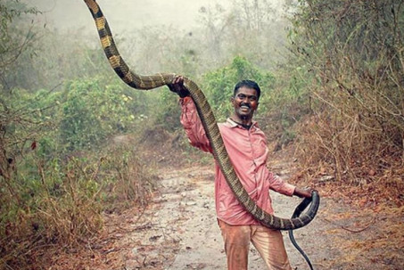 Đằng sau việc 58.000 người chết vì bị rắn cắn mỗi năm ở Ấn Độ