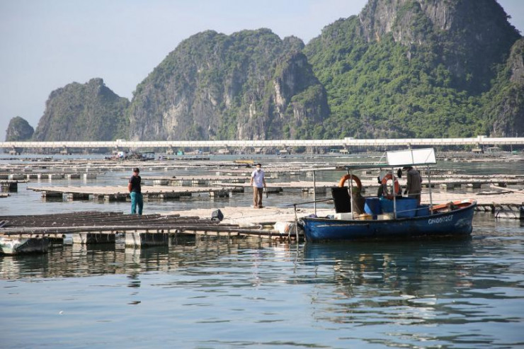 Lực lượng chức năng cưỡng chế giải tỏa hoạt động nuôi thả thủy sản trái phép trên vịnh Bái Tử Long.