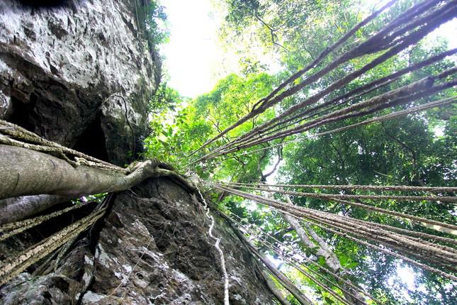 Thác K50 nằm trong khu rừng nguyên sinh, rộng khoảng 200.000 ha