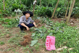 Trồng loại cây “nhàn hạ”, 8x đút túi hơn 200 triệu/năm