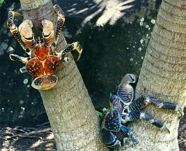 Cua dừa loài động vật chân đốt lớn nhất thế giới. Cua dừa được phát hiện trên các hòn đảo của Ấn Độ Dương và một phần ở Thái Bình Dương phía đông quần đảo Gambier.
