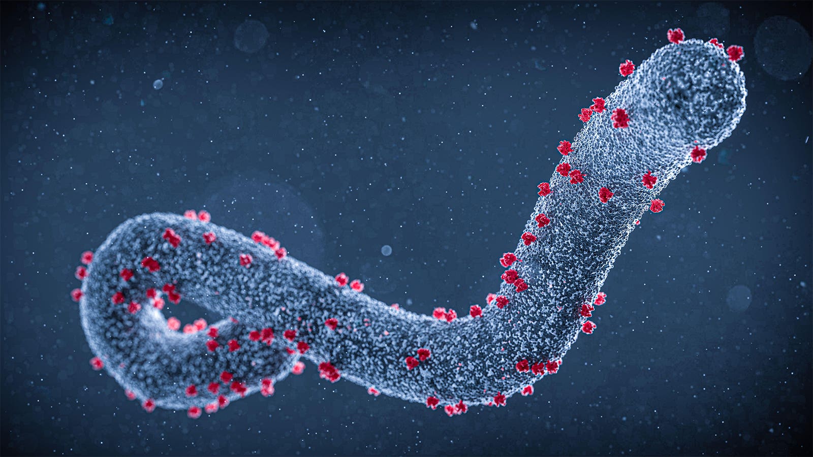 Theo WHO, virus Marburg gây ra sốt xuất huyết với tỷ lệ tử vong cao tới 88%.