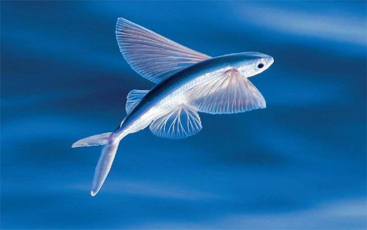 Ở vùng biển Đà Nẵng - Quảng Nam có một loài cá vô cùng đặc biệt, biết bay như chim, đó là cá chuồn
