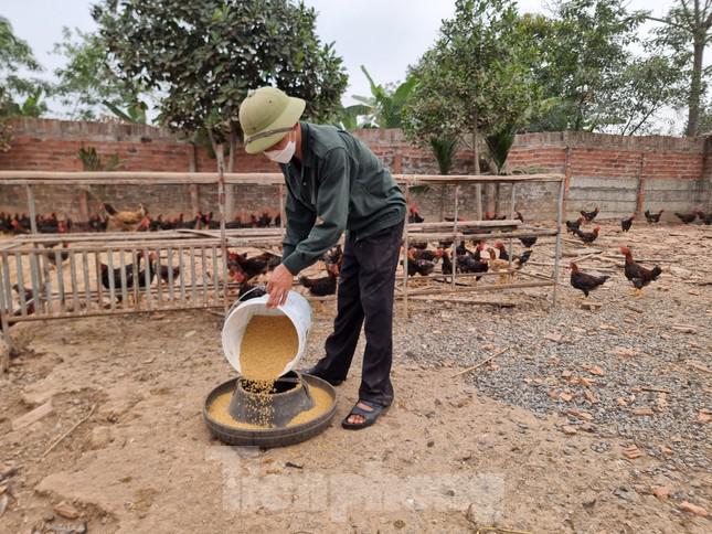 Ông Phạm Văn Đại cho biết, nhiều người trong xã Tân Phú đang vỡ nợ, mất sổ đỏ vì chăn nuôi.