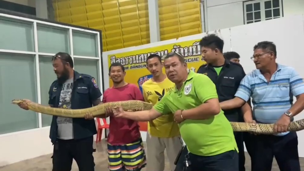 Cần tới 10 người để khuất phục con rắn hổ mang chúa vàng nặng 18kg, dài 4,34m. Ảnh:&nbsp;Pattaya Mail