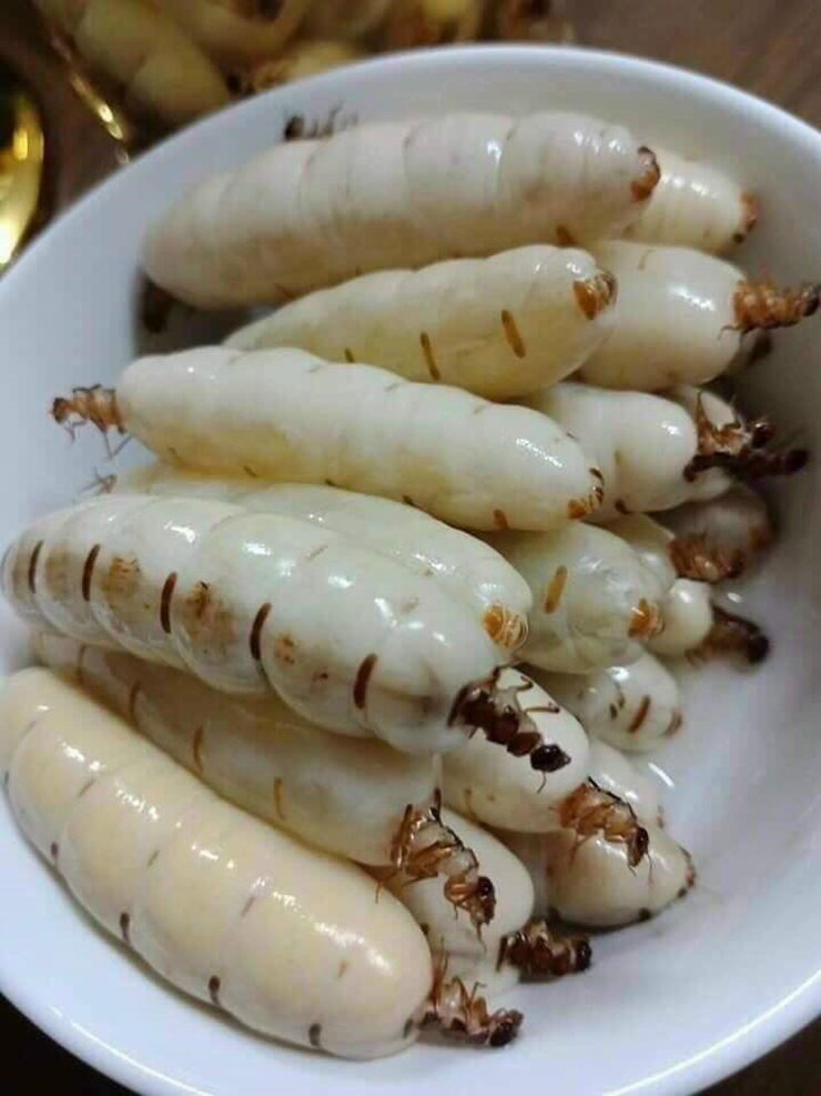 Mối chúa là loài côn trùng có màu trắng đục, to cỡ ngón tay cái, dài từ 3-3,5cm, đầu nhỏ nhưng bụng thì to, căng mọng. Nhìn bề ngoài nó trông giống như một con sâu đất “khủng”.
