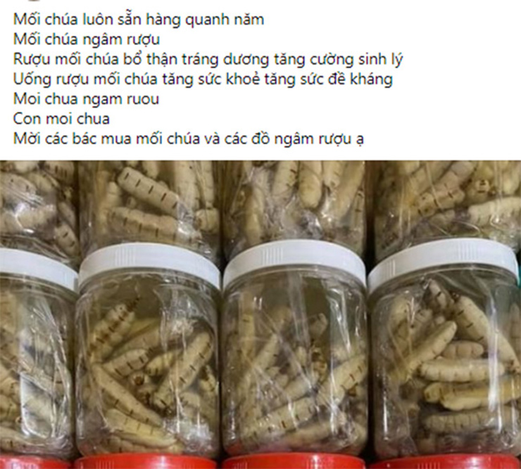 Nhìn có vẻ đáng sợ, nhưng mối chúa giờ lại được coi là &#34;đông trùng hạ thảo&#34;, được nhiều người lùng mua khắp nơi.&nbsp;
