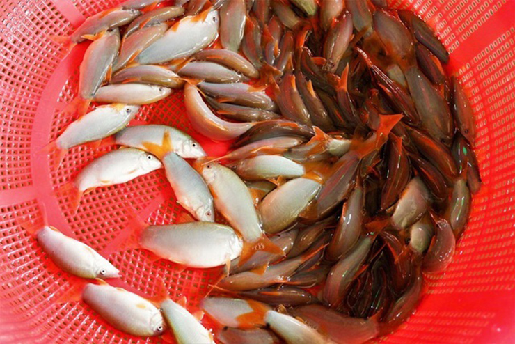 Cá heo đuôi đỏ hay còn gọi là cá heo nước ngọt là đặc sản nổi tiếng của tỉnh An Giang.
