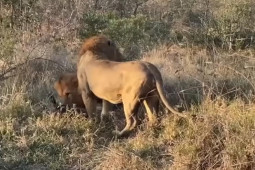 2 con sư tử đực đánh úp báo đốm, cướp mồi
