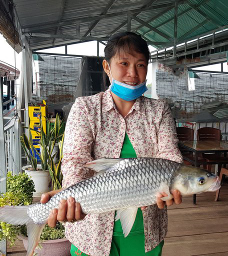 Gần đây, loài cá này trở nên khan hiếm, du khách không dễ gì có được dịp thưởng thức khi đến với vùng sông nước Nam Bộ
