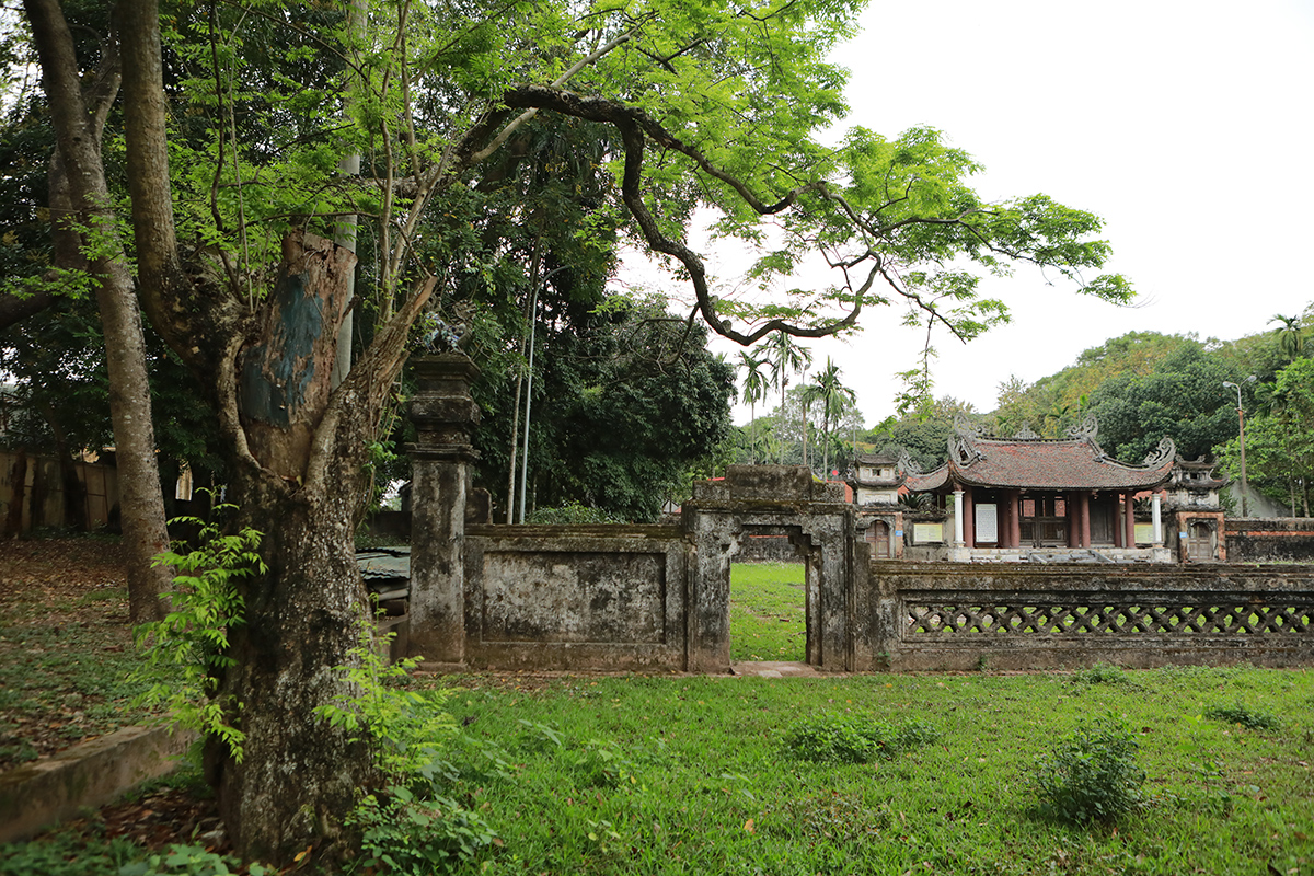 Lô gỗ sưa trăm tỷ tại thôn Phụ Chính (xã Hòa Chính, huyện Chương Mỹ, Hà Nội) sắp được mang ra đấu giá lần thứ 5. Lô gỗ sưa ban đầu được định giá khoảng 146 tỷ đồng, ở những phiên đấu giá tiếp theo còn khoảng 100 tỷ đồng nhưng không ai mua. Hiện, nhiều nơi ở Hà Nội vẫn có những “cụ” sưa có tuổi đời hàng chục năm tuổi và có đường kính tương đương với cây sưa ở thôn Phụ Chính.