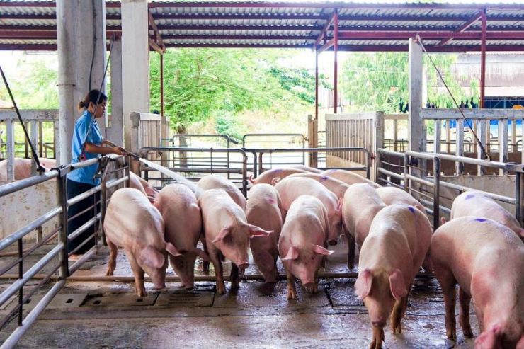 Giá thức ăn chăn nuôi tăng liên tục, nhu cầu sử dụng thịt lợn giảm là nguyên nhân dẫn đến giá thịt lợn xuống "đáy".