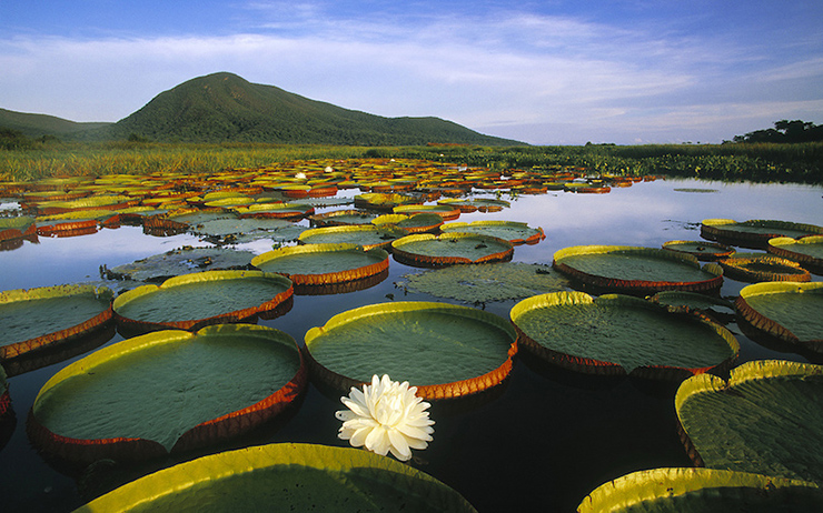 Pantanal, Brazil: Pantanal là vùng đất ngập nước nhiệt đới lớn nhất thế giới. Dù&nbsp;rất khó để tới được đây&nbsp;nhưng Pantanal là nơi tốt nhất ở Nam Mỹ để xem động vật hoang dã, từ báo đốm đến loài chuột lang&nbsp;capybaras.
