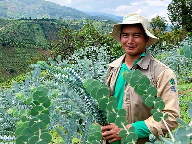 Thực tế, cành cây ngày có nguồn gốc từ Trung Quốc, nhưng giờ đây ở Gia Lai, Đà Lạt và một số tỉnh miền Tây cũng trồng nhưng sản lượng không đủ&nbsp;
