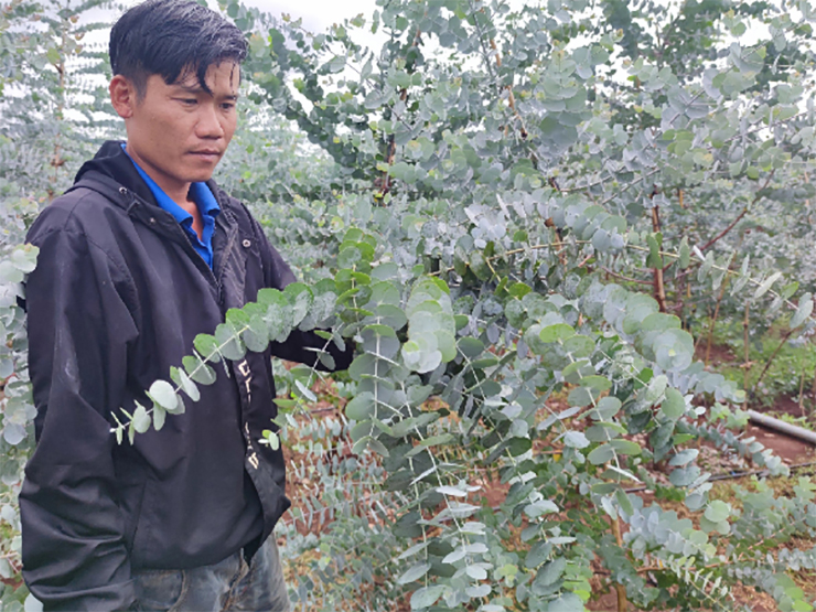 Theo đó, vào năm 2021, anh Thìn đã mạnh dạn mua 1.200 cây giống đô la từ Đà Lạt về trồng. Trải qua hơn 5 tháng, cây đô la đã phát triển tốt và cho thu hoạch.
