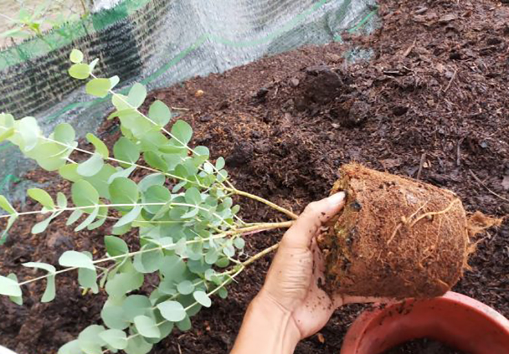 Anh Thìn cũng đang mày mò để chế tinh dầu cây đô la, và hướng dẫn, giúp tăng thu nhập cho bà con trong vùng.
