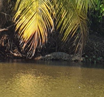 Người dân chụp được hình ảnh cho rằng con cá sấu đang nằm trên bờ dừa