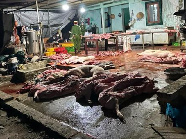 Thu mua hơn 1 tấn lợn chết về xẻ thị đem bán