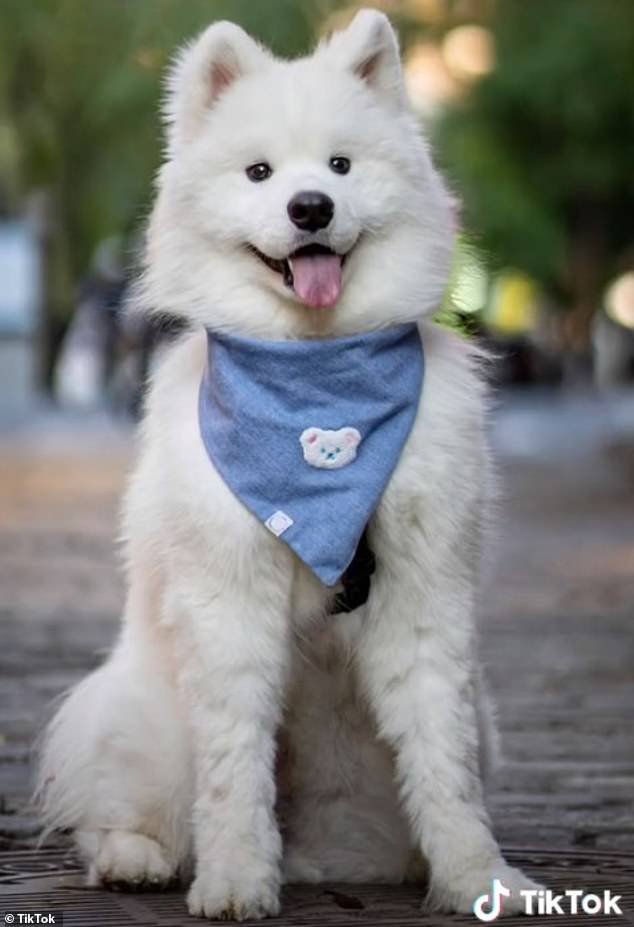 Jackie thường xuyên chia sẻ ảnh và video về chú chó Samoyed đáng yêu Lumi, nó đã chiếm được cảm tình của người dùng mạng xã hội